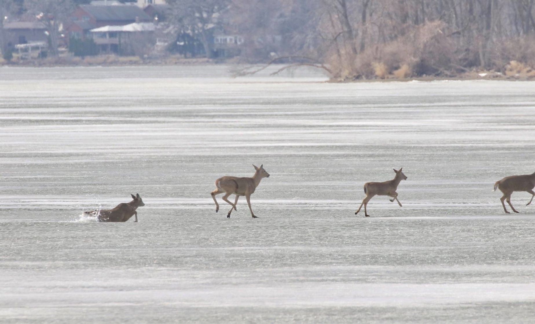 Deer rescue